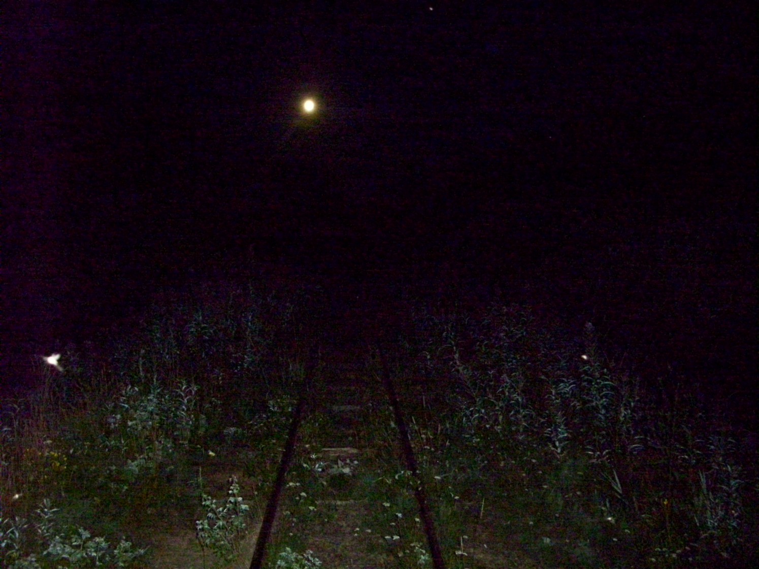 Пуксинская узкоколейная железная дорога — фотографии, сделанные в 2010 году (часть 15)