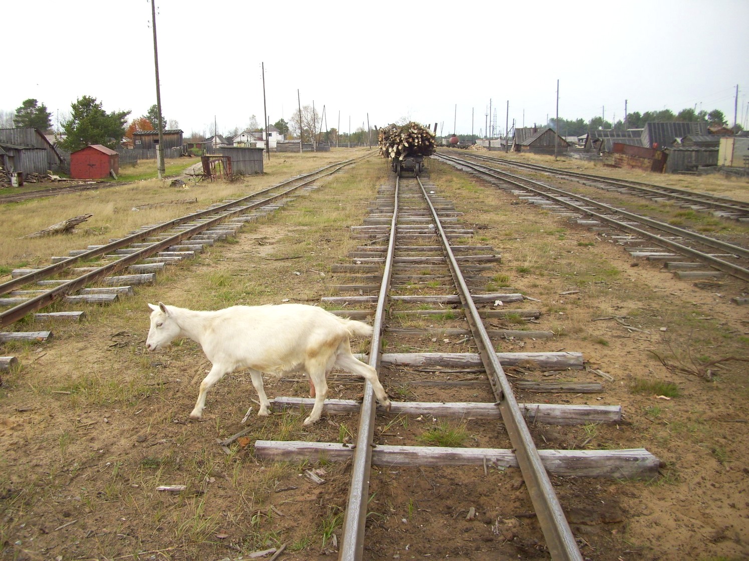 Чепецкая узкоколейная железная дорога  —  фотографии, сделанные в 2009 году (часть 3)