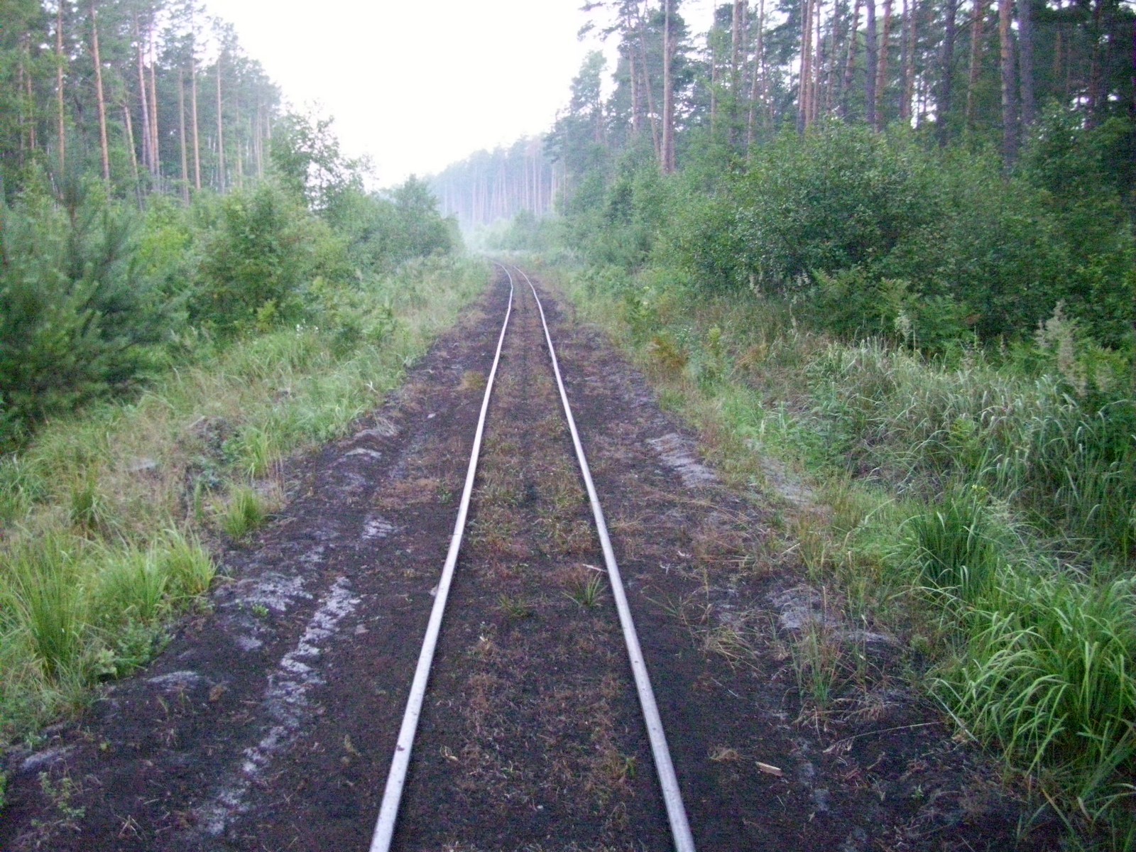 Узкоколейная железная дорога Смыжского торфобрикетного завода — фотографии, сделанные в 2011 году (часть 7)