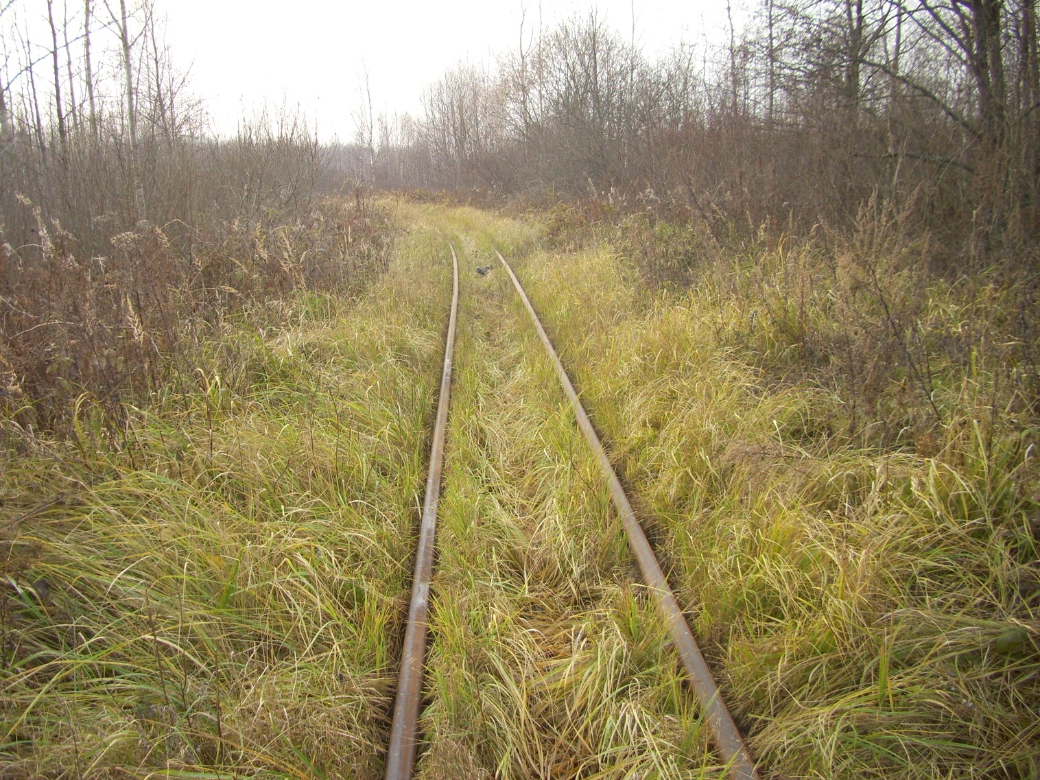 Узкоколейная железная дорога торфопредприятия «Татарка» — фотографии, сделанные в 2011 году (часть 10)