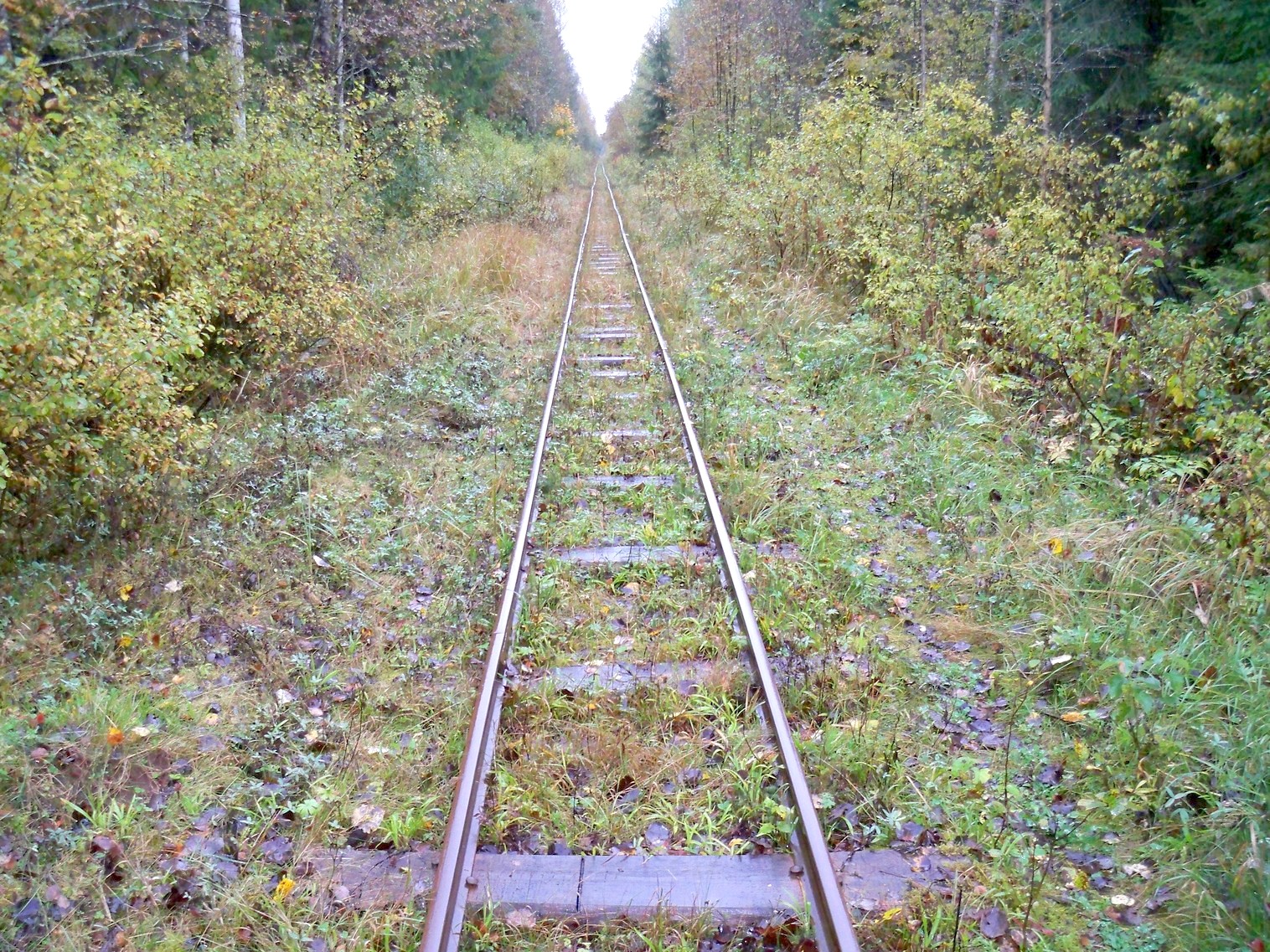 Нелидовская узкоколейная железная дорога 
  —  фотографии, сделанные в 2012 году (часть 9)
